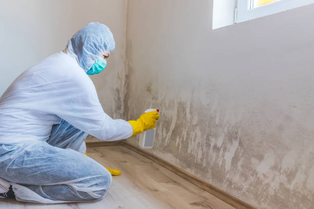 Professional mold removal team in Prosper